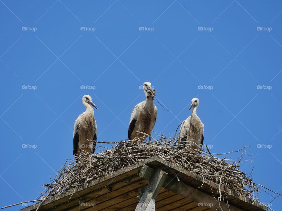 Three young white storks