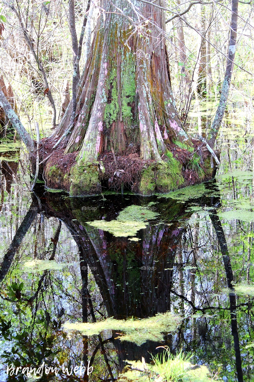 cypress tree