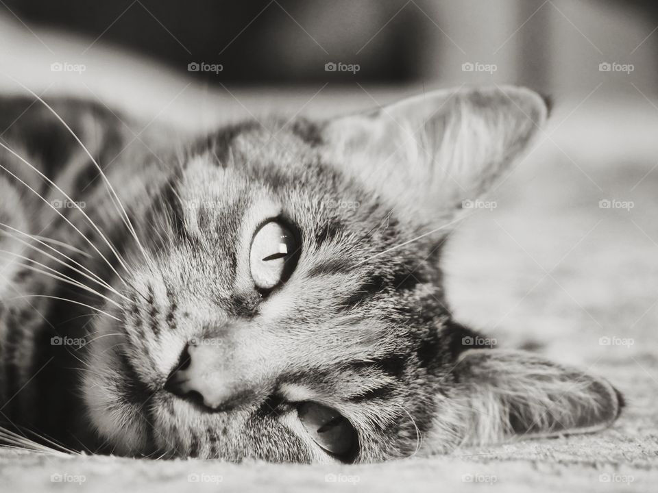Close up portrait of cat face  - black & white