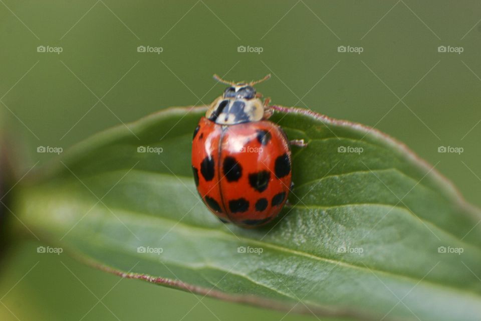 Ladybug . Ladybug on a leaf. 