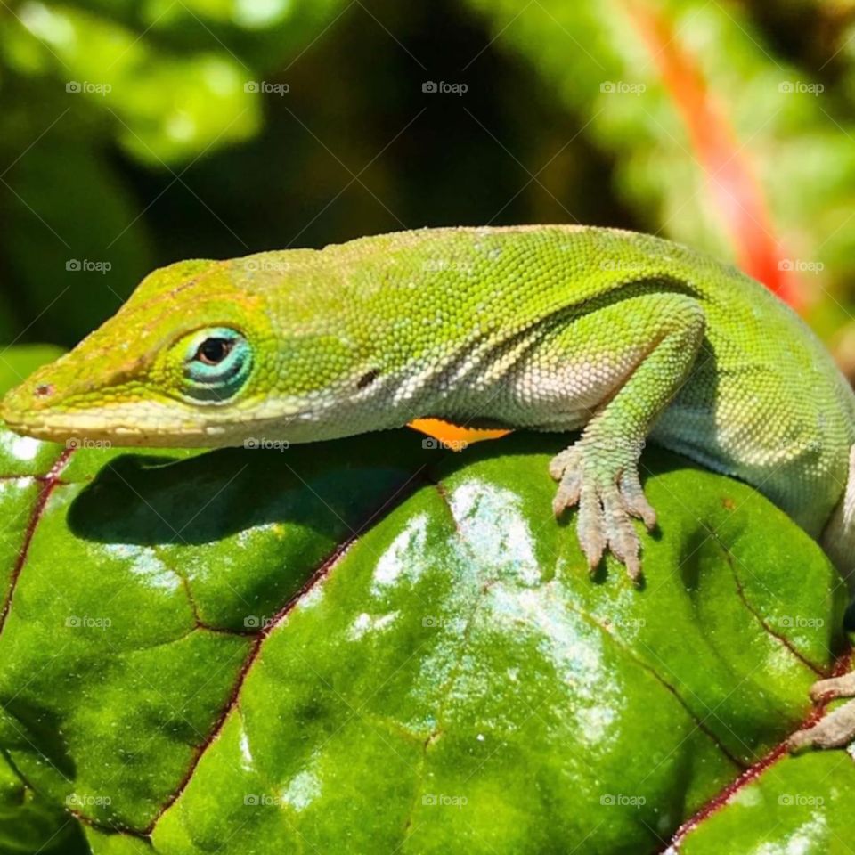 Green, my favorite color of spring and it’s also Mr. Bo Jingles favorite color also!