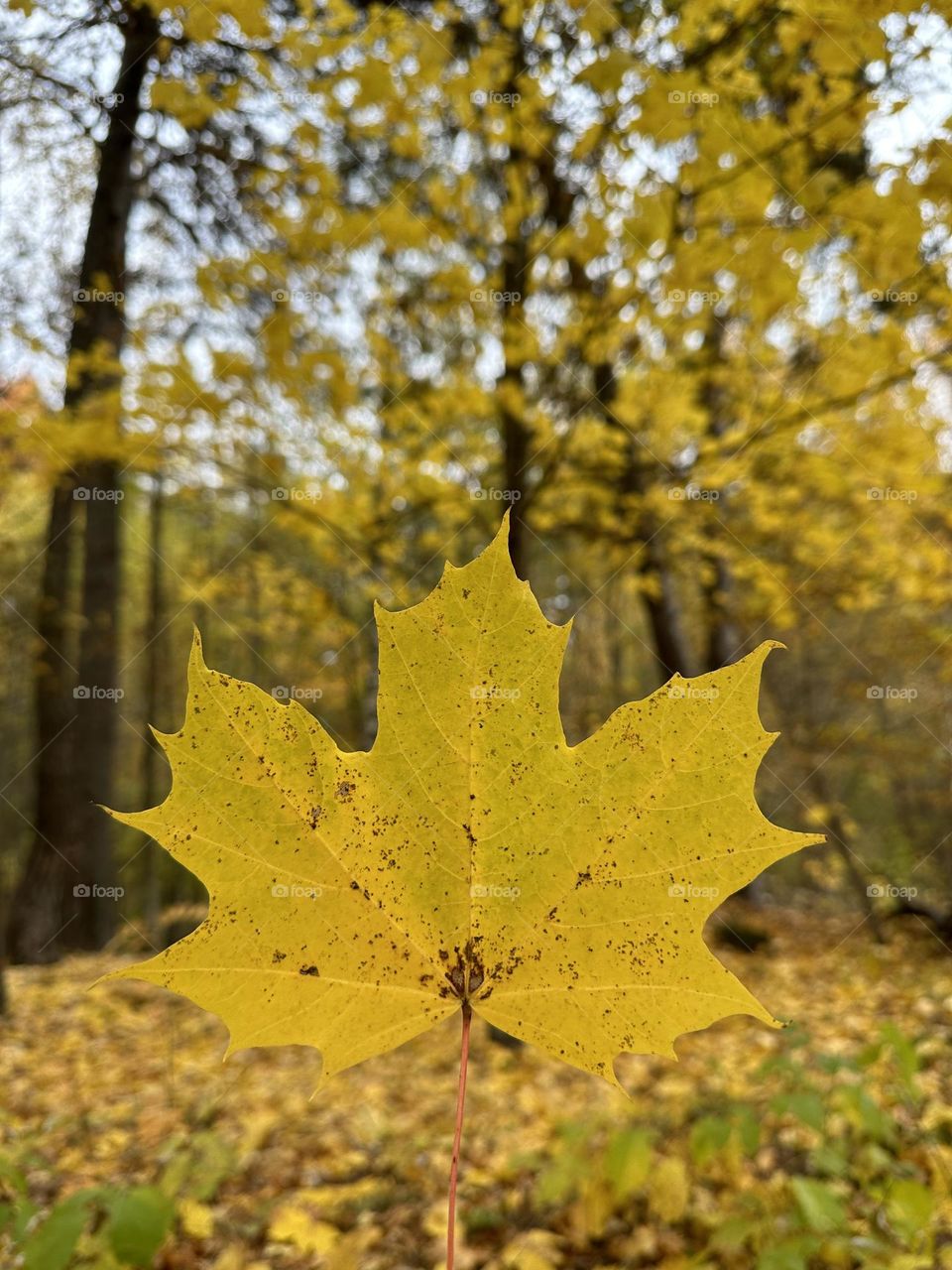 The distinguishing color of autumn - the fall color - yellow leaf - maple leaf - in maple forest