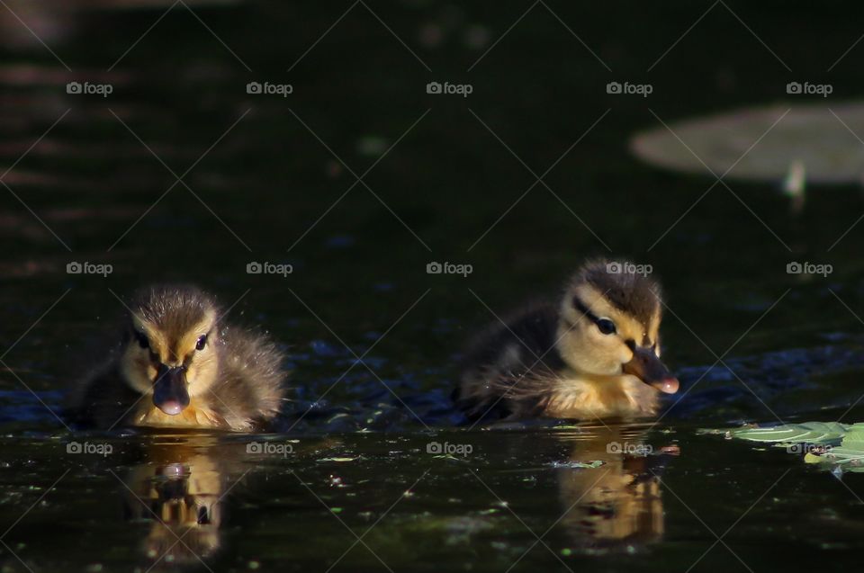 Ducklings swimming in lake