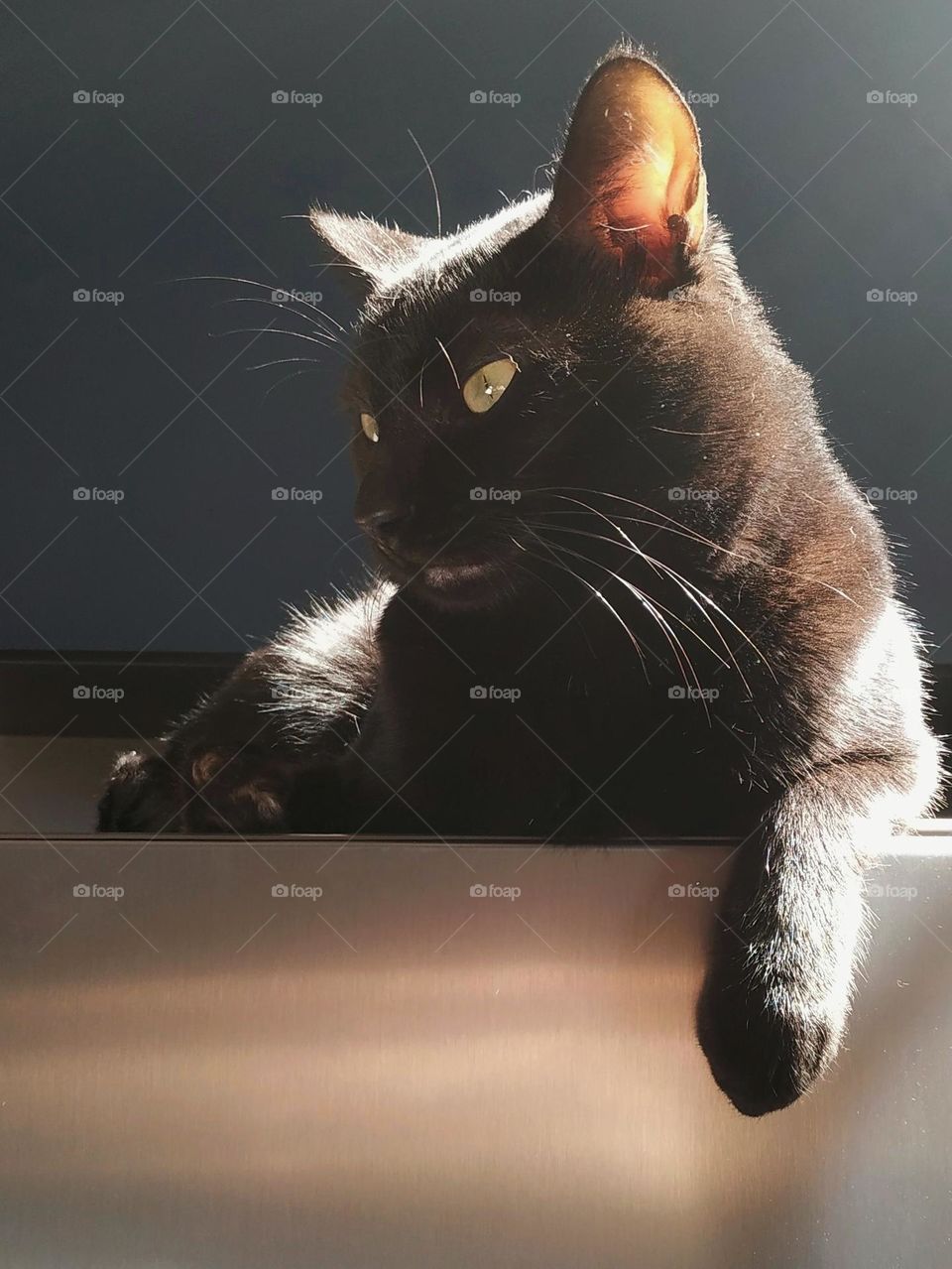 Black cats are used for so many symbologies... but in fact they are pure love symbology!