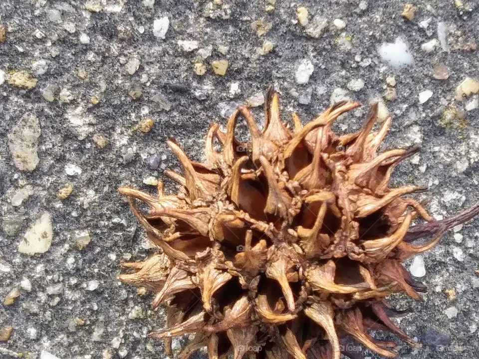 seed on the sidewalk