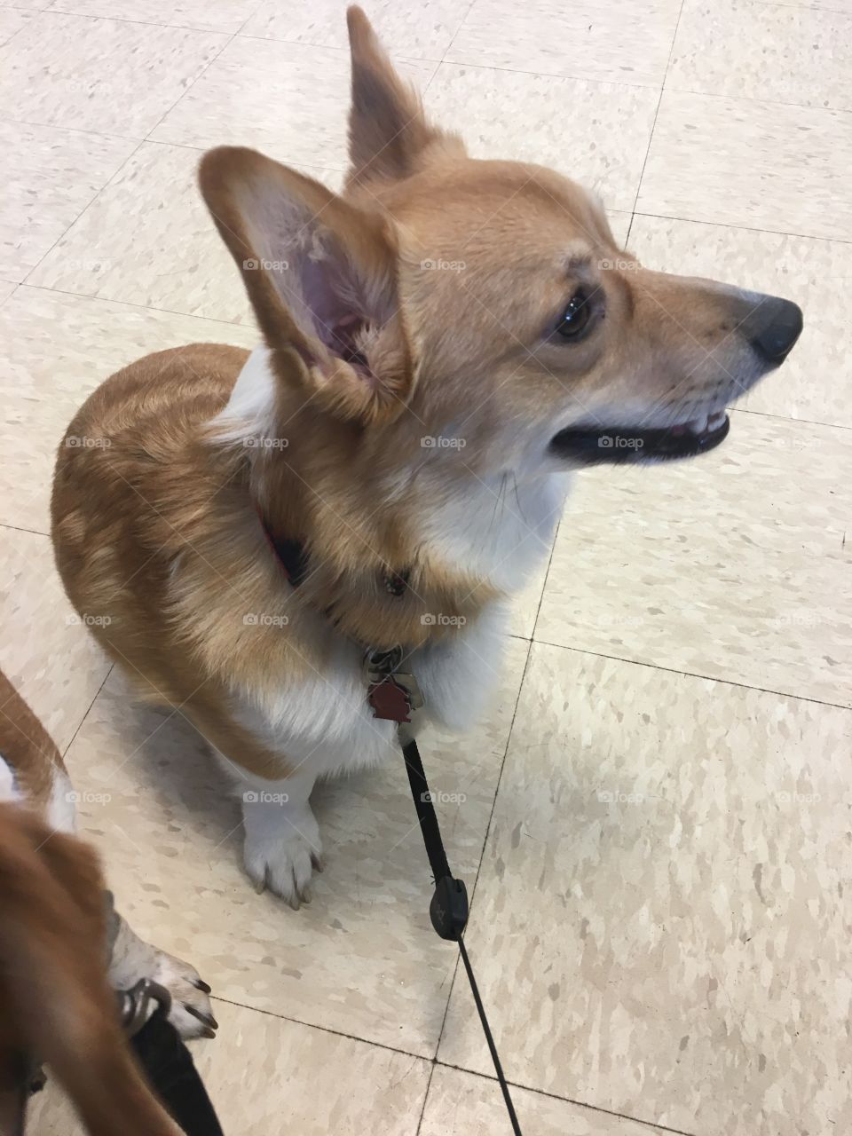 Smiling corgi at vet cute