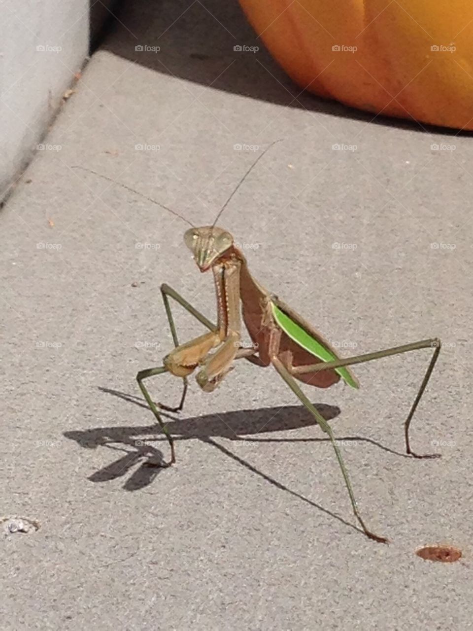 Praying Mantis