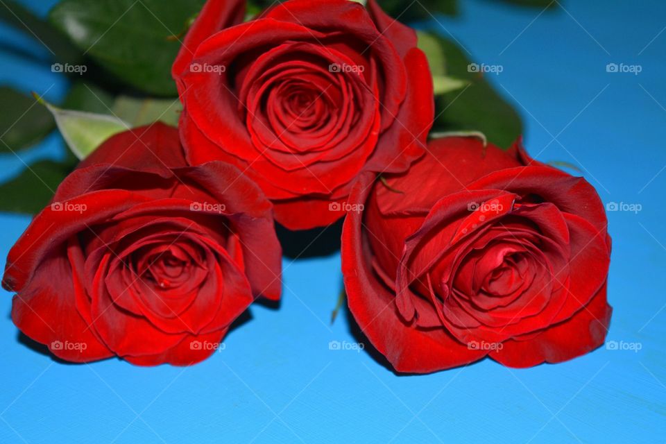 Three roses on blue background