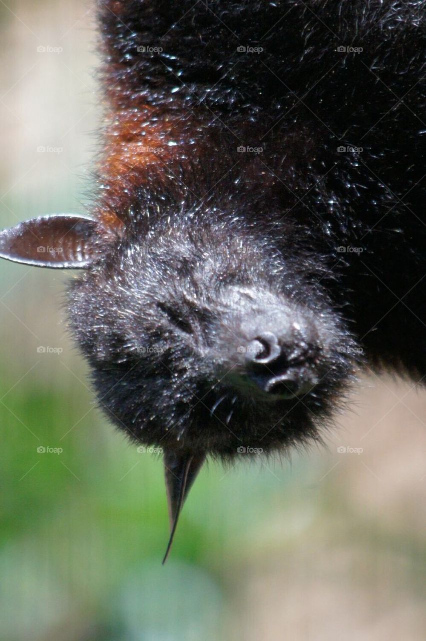 Fruit bat face 