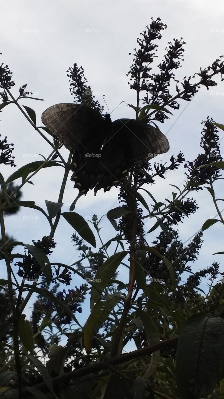 Swallowtail Butterfly Enjoying The Sweet Nectar Of A Butterfly Bush.