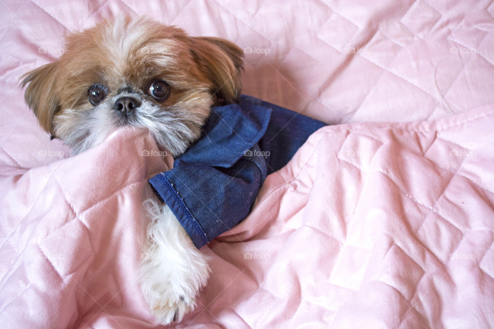 Lovely shih tzu dog in bed