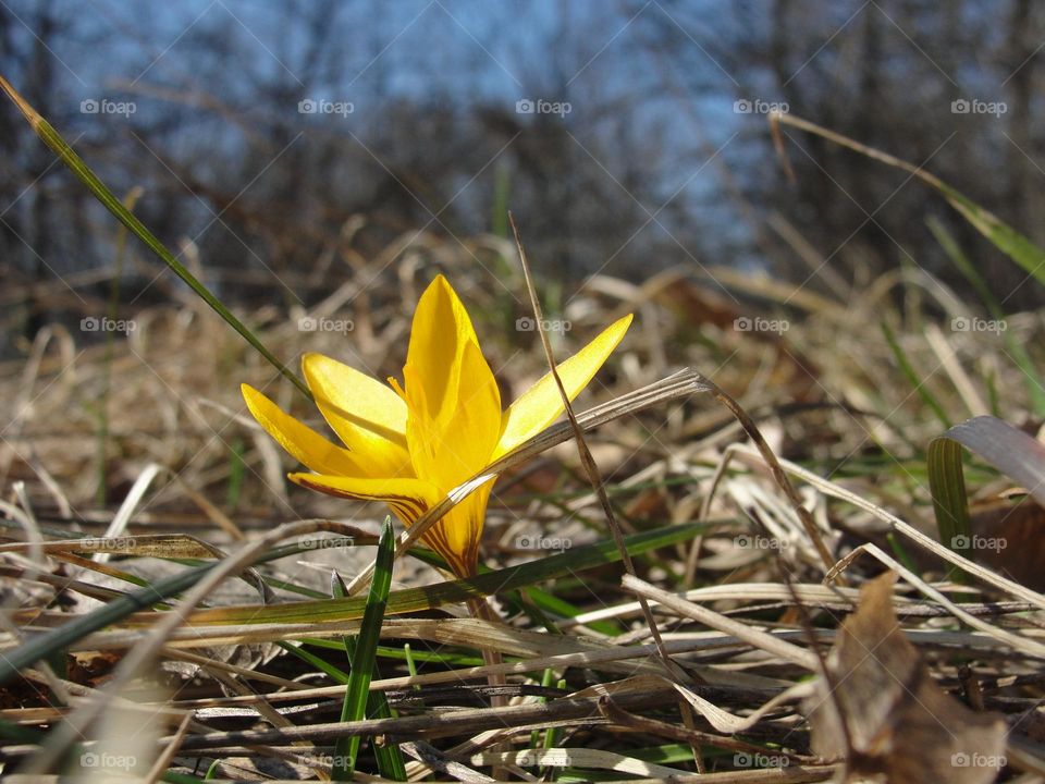 Yellow crocus on a sunny day
​