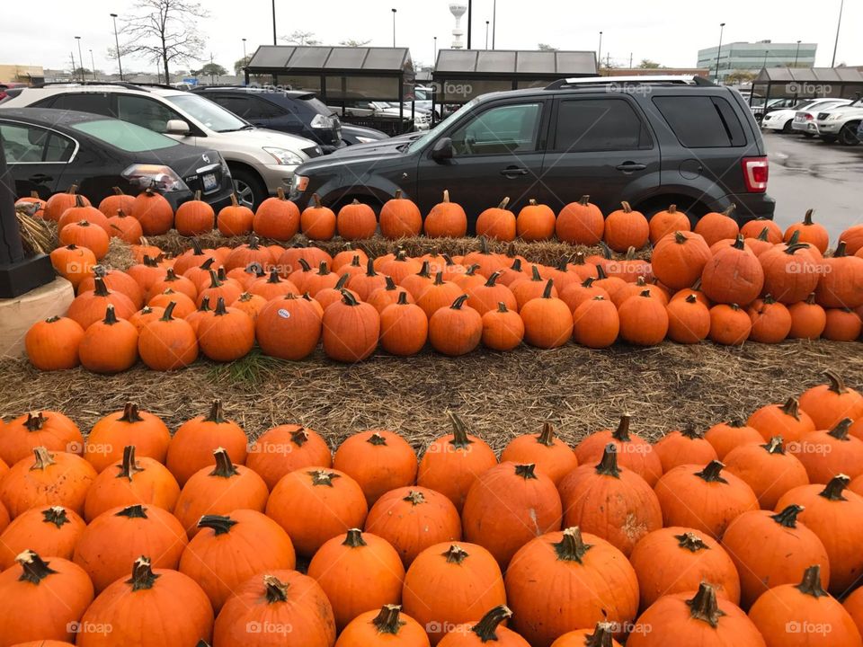 many pumpkins