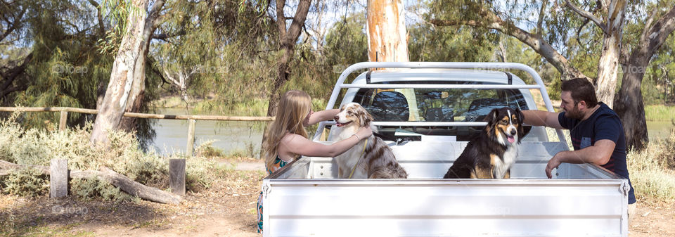 Young couple stroking dogs on pickup truck