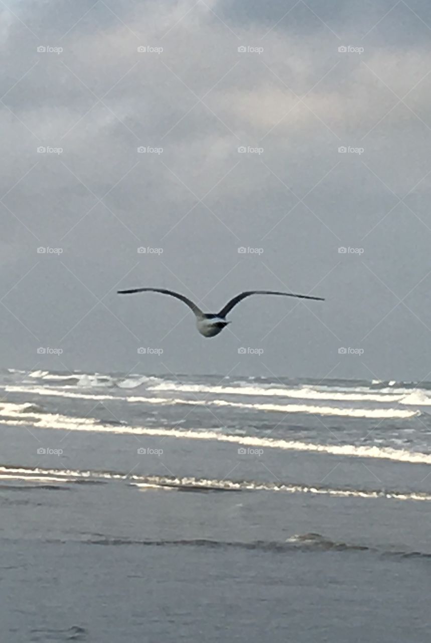 Bird flying on the beach 