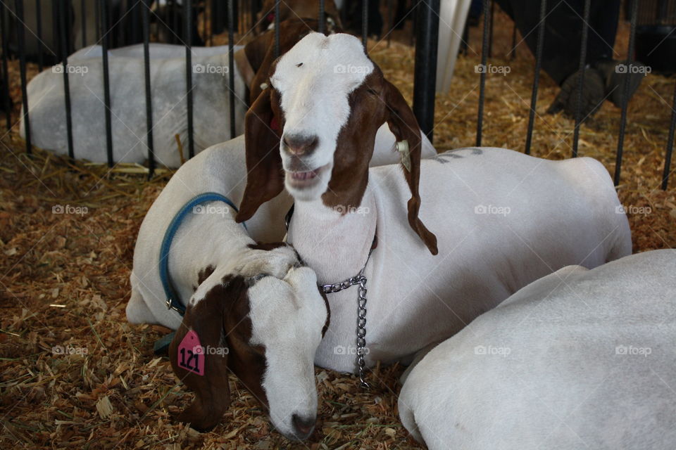 sheep. ears