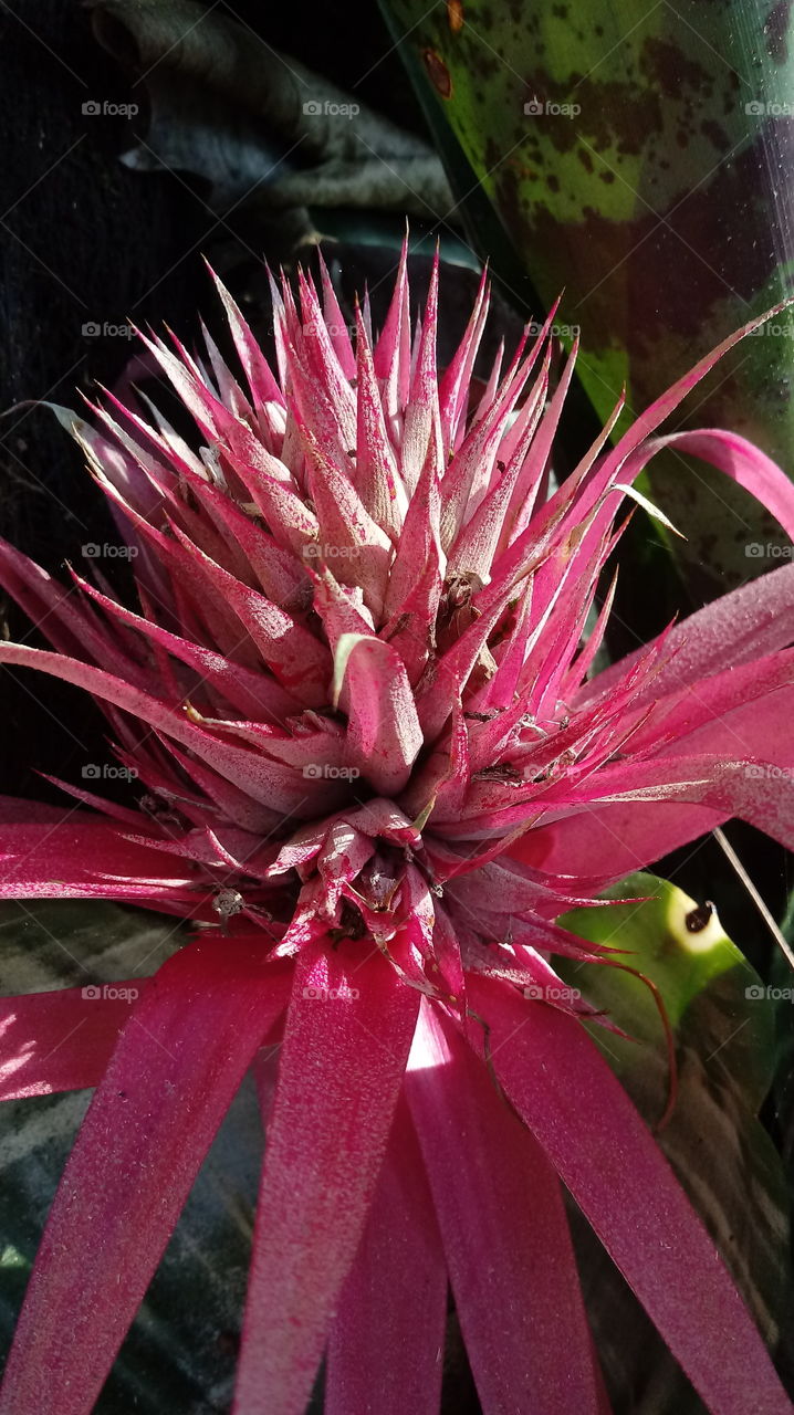 NATURAL FLOWER Bromelie