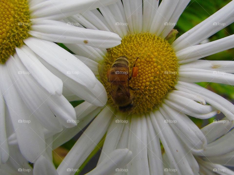 Bee looking for food 