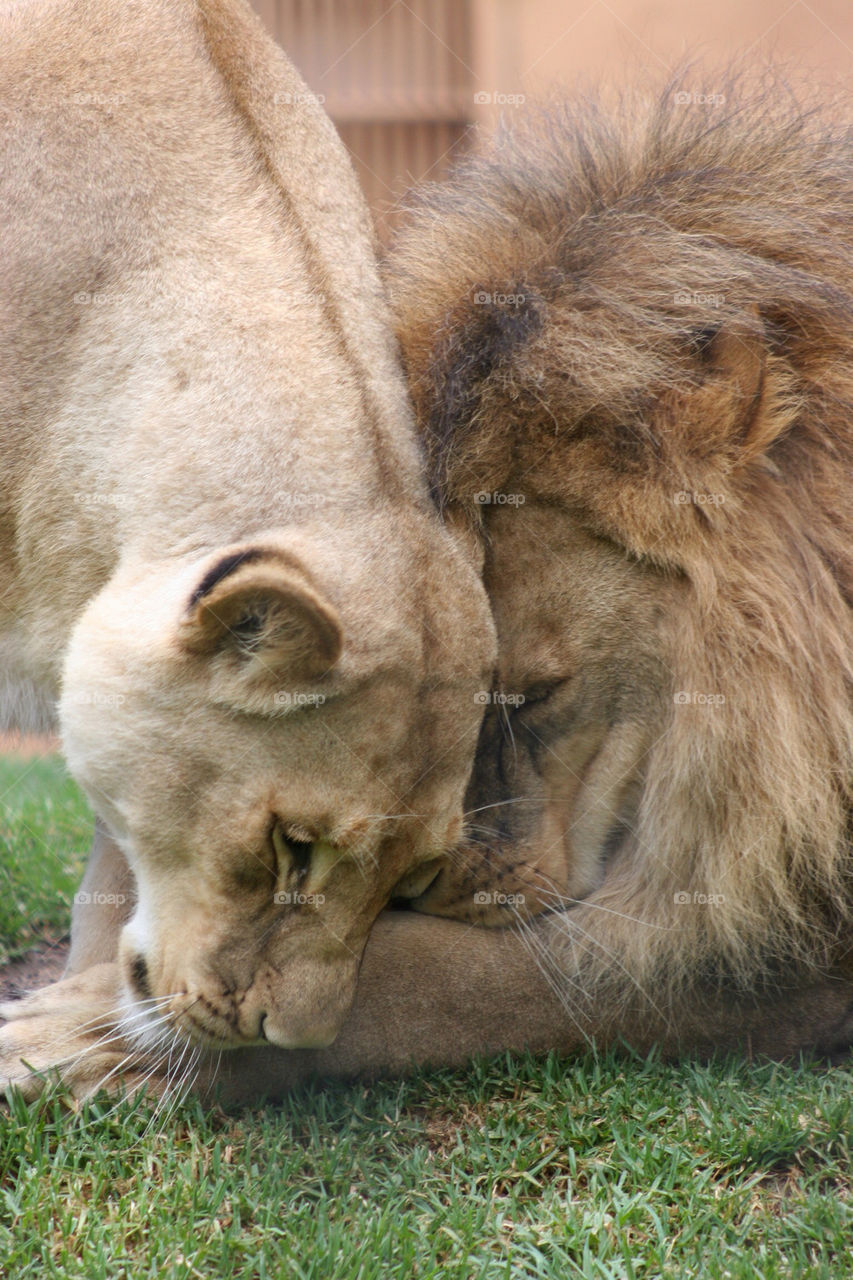 Close-up of lion and lioness