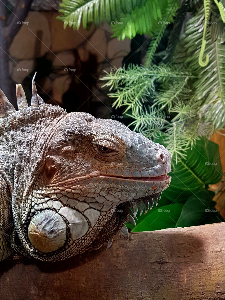 Iguana in terrarium