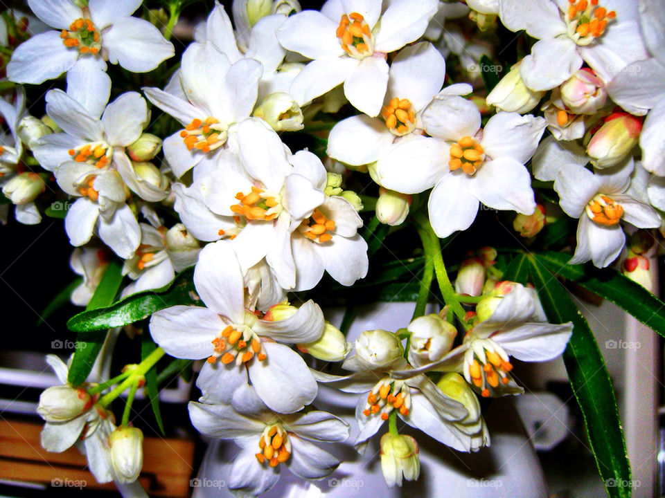 Pretty white flowers