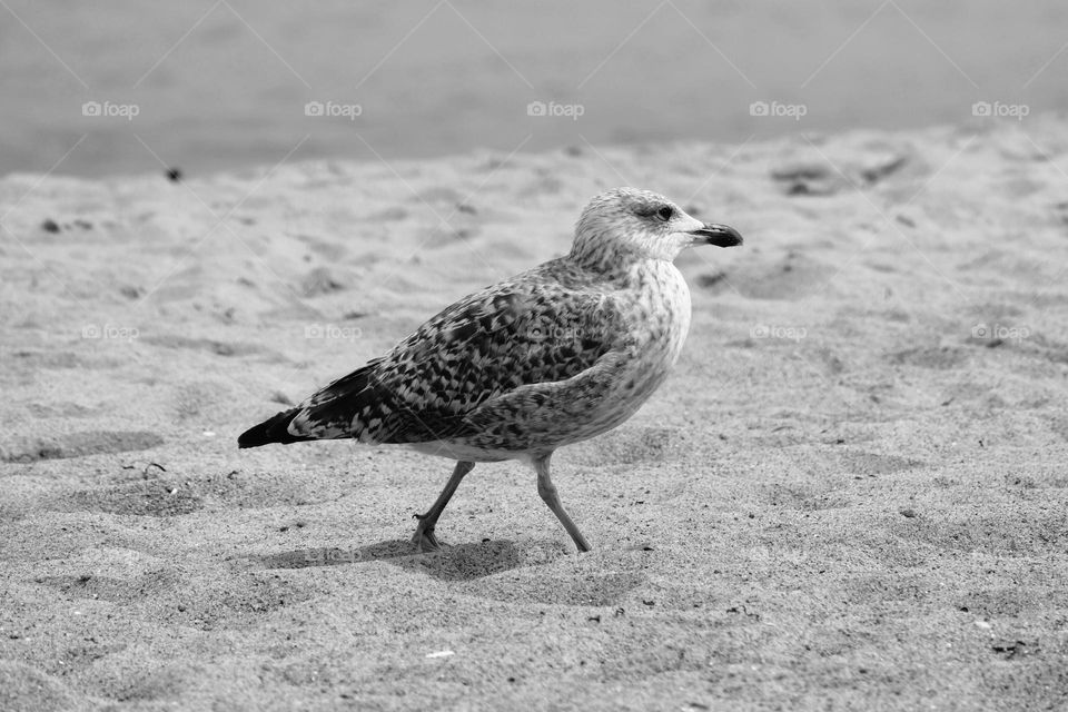 Seagull on the beach
