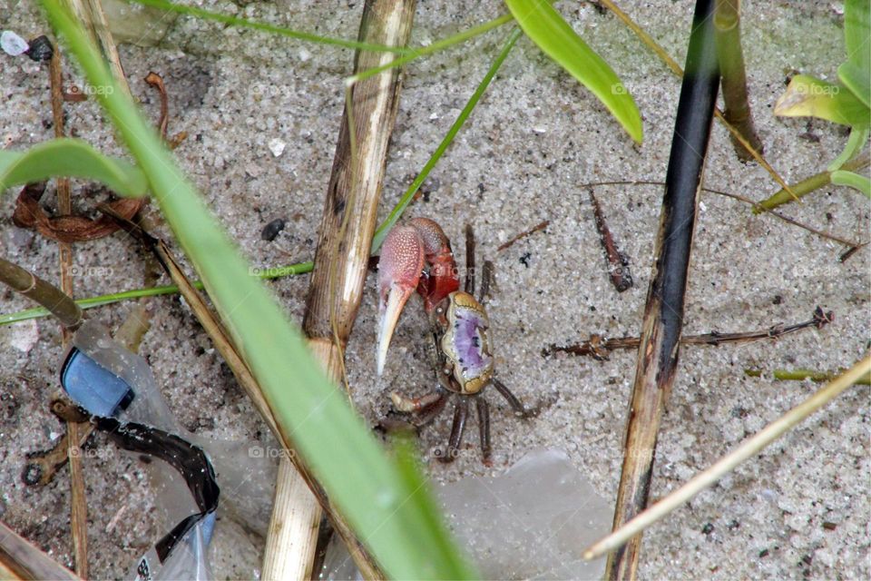 Fiddler crab crawling on the shore while tide is out.