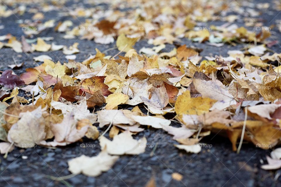 Fallen leaves