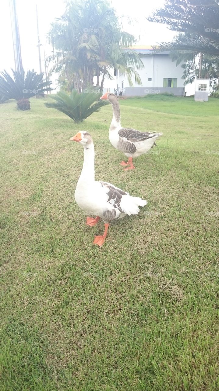 patos