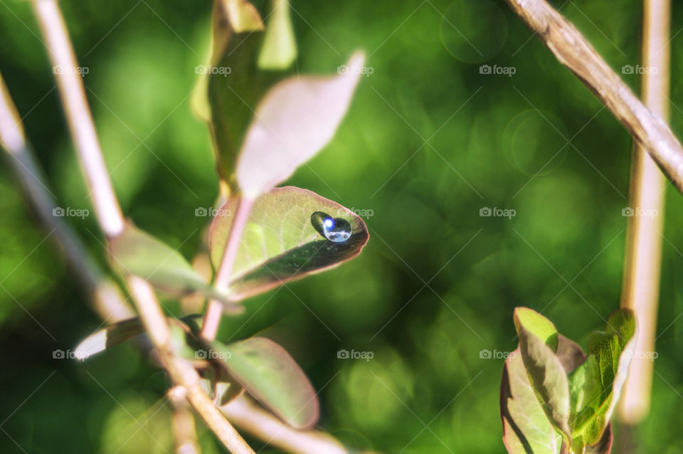 Drops of rain on the grass and spring foliage