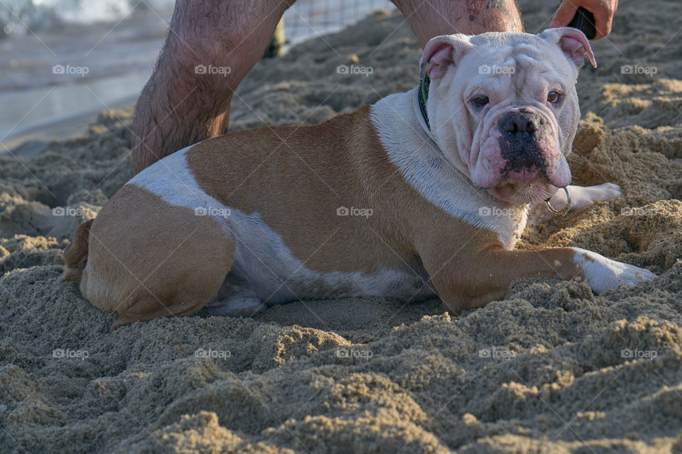 Bulldog bañandose en el mar