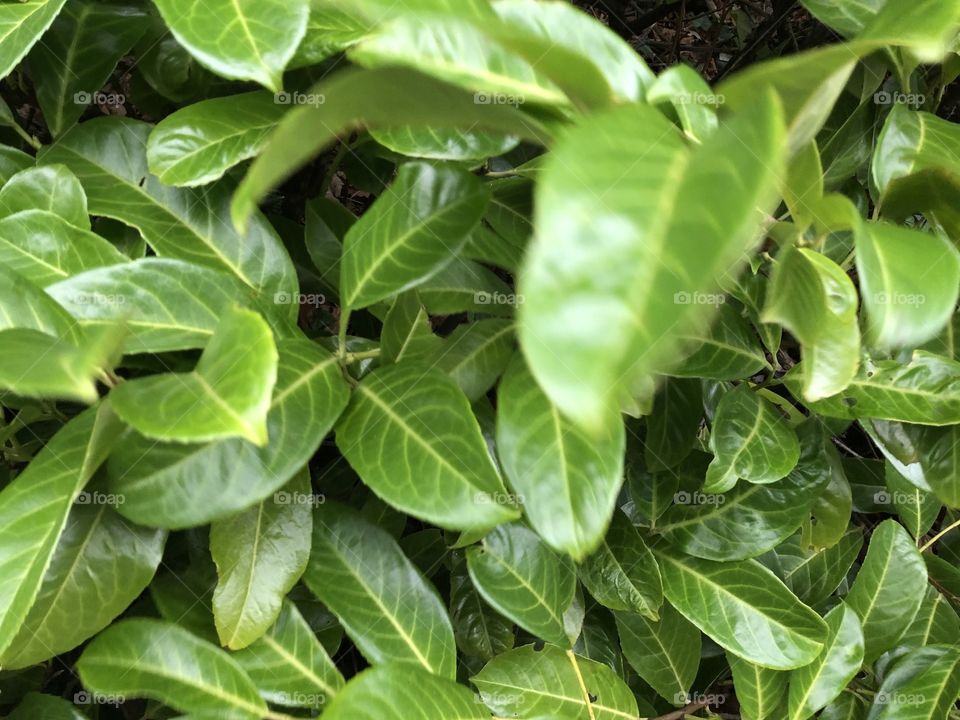 Some more refreshingly lovely flora and fauna from our country lanes of Devon, UK.