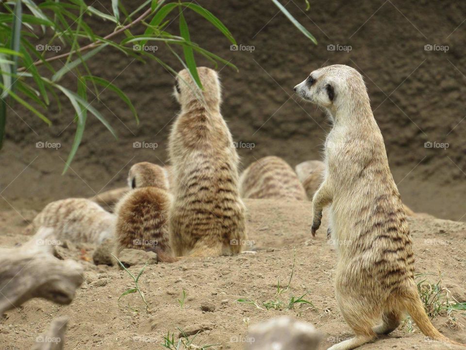 Meerkats on the lookout 