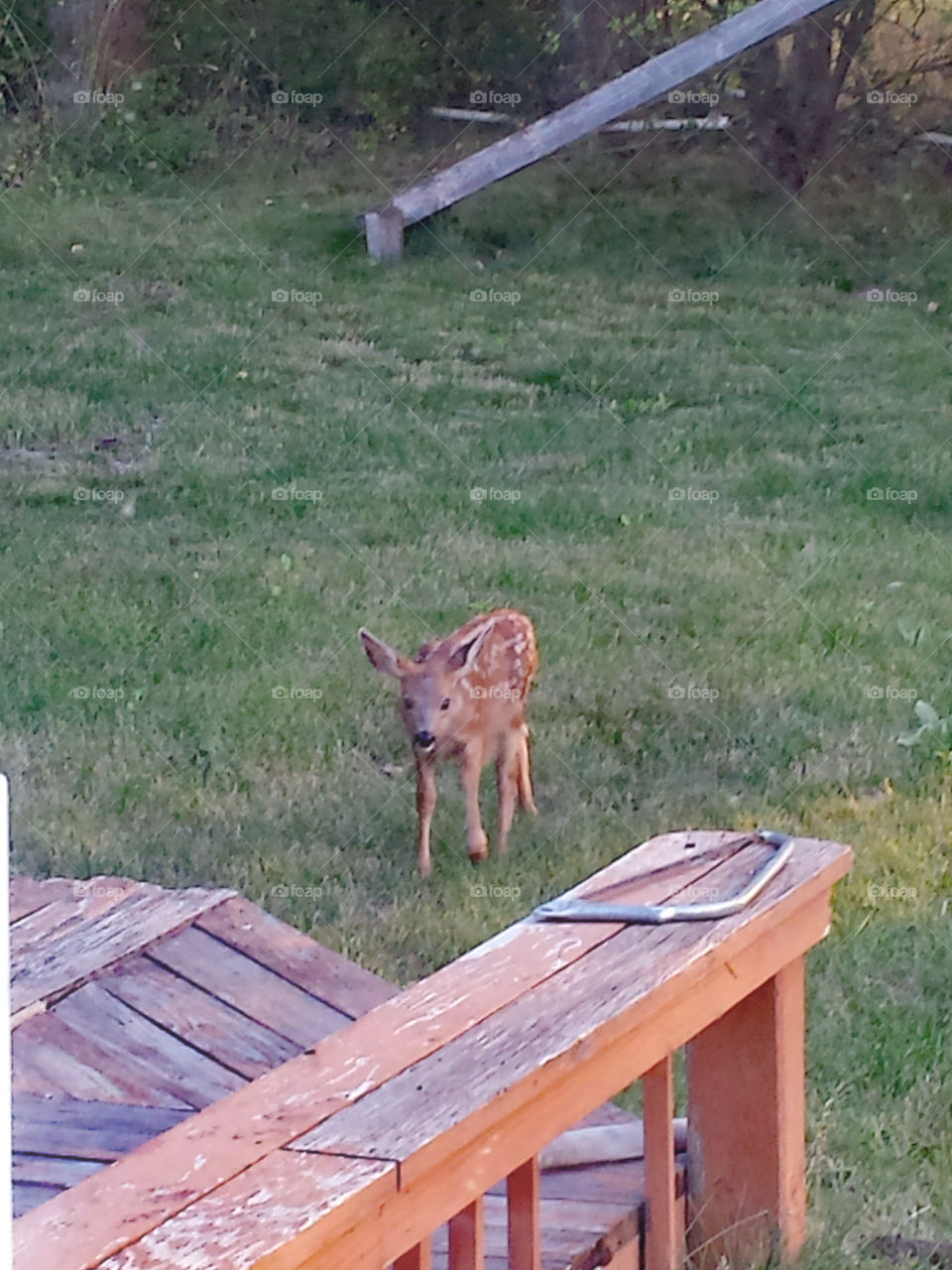 baby deer in backyard