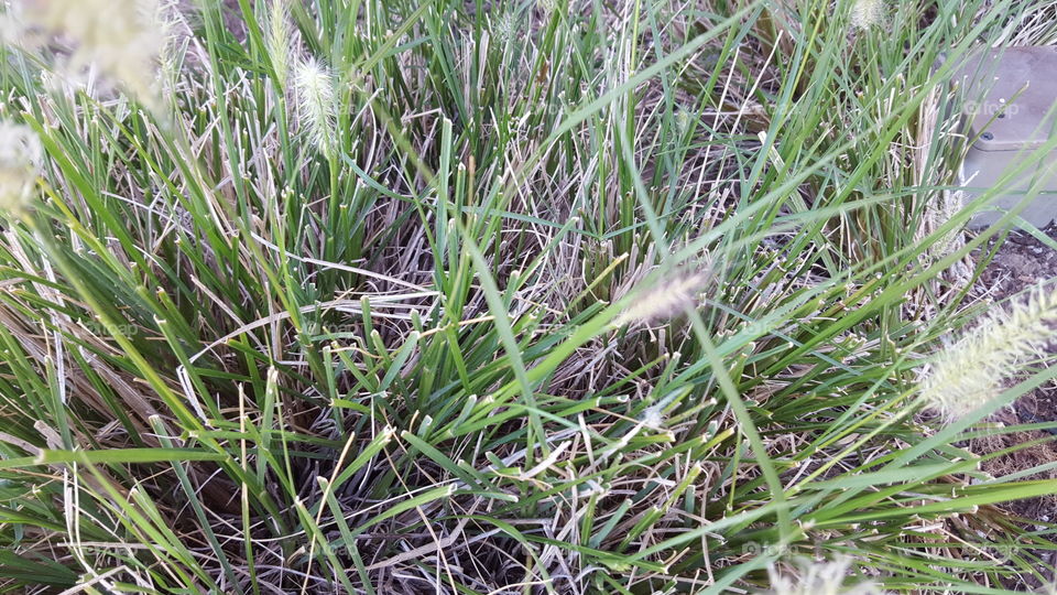 grass