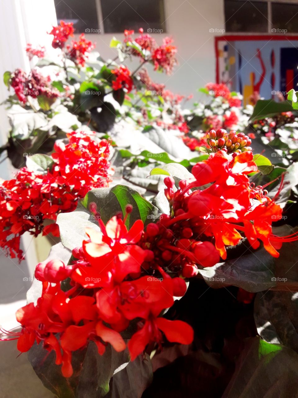 red flowers