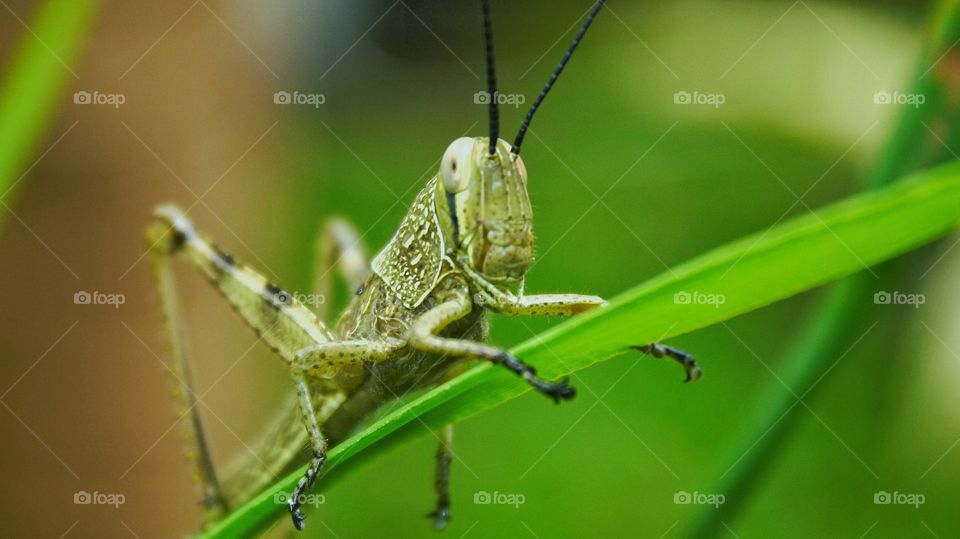 Grasshoppers behind weeds