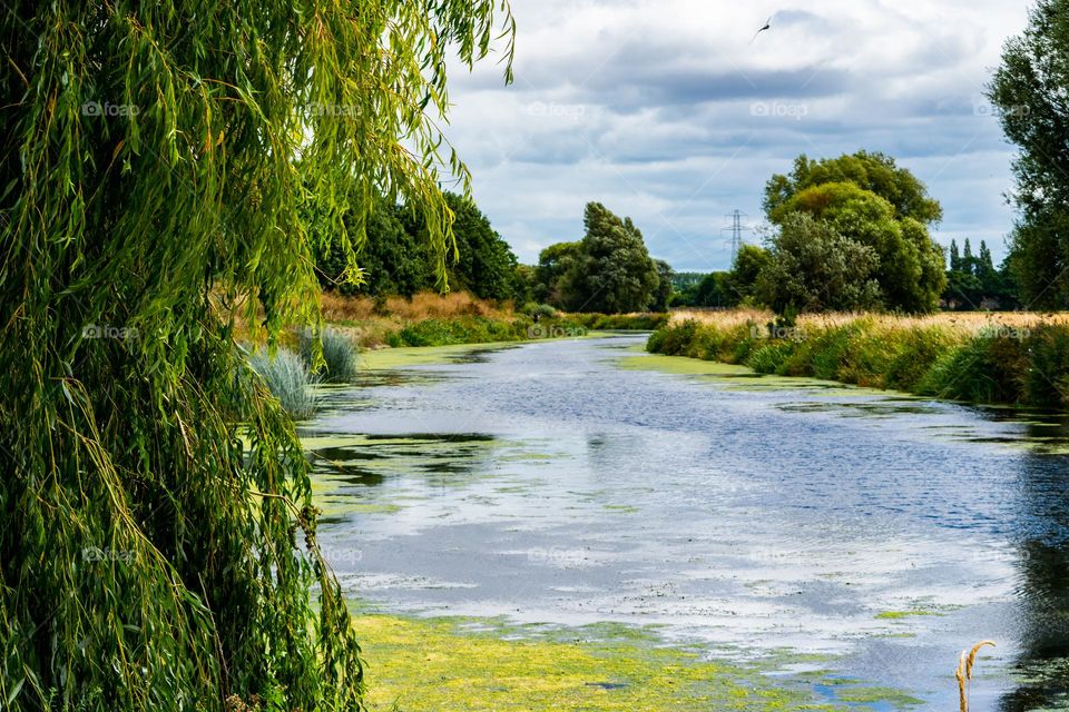 scenic of river from behind willow tree