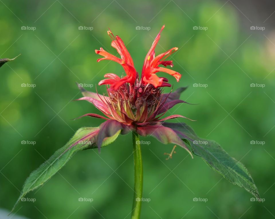 Flower head