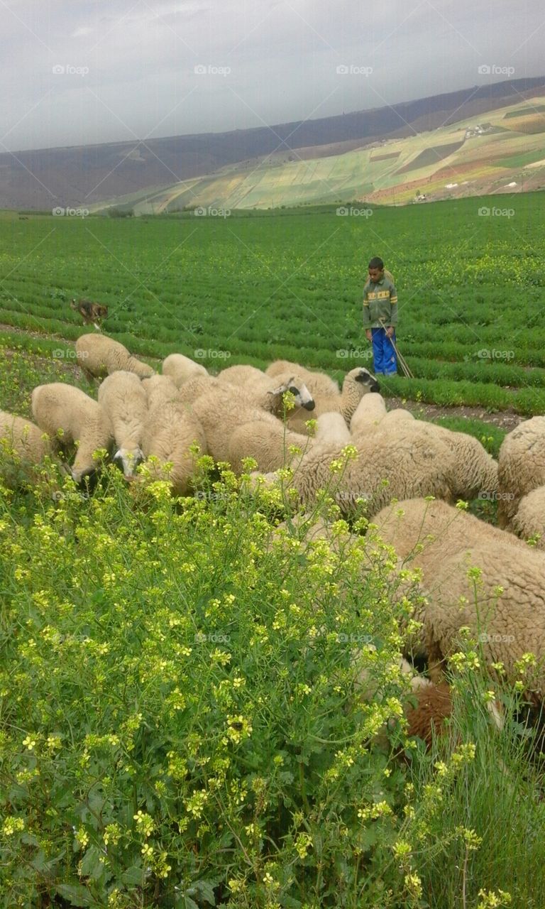 Sheeps Nature of Morocco