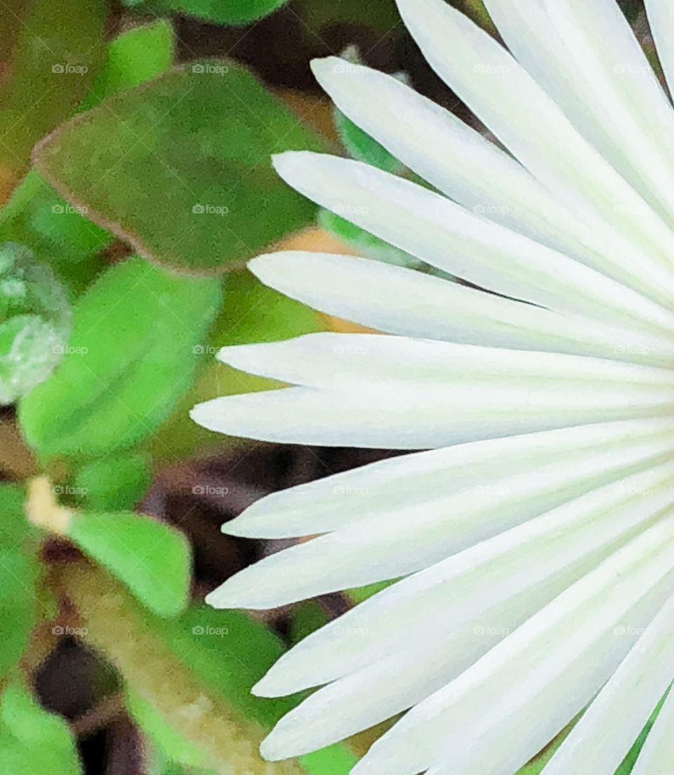 White petals of part of a Livingston daisy flower against its green leaves