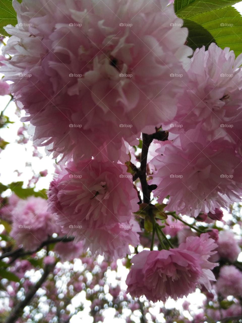 Fresh pom pom like pink flowers on a large tree, blowing overhead with an upcoming thunderstorm brewing.