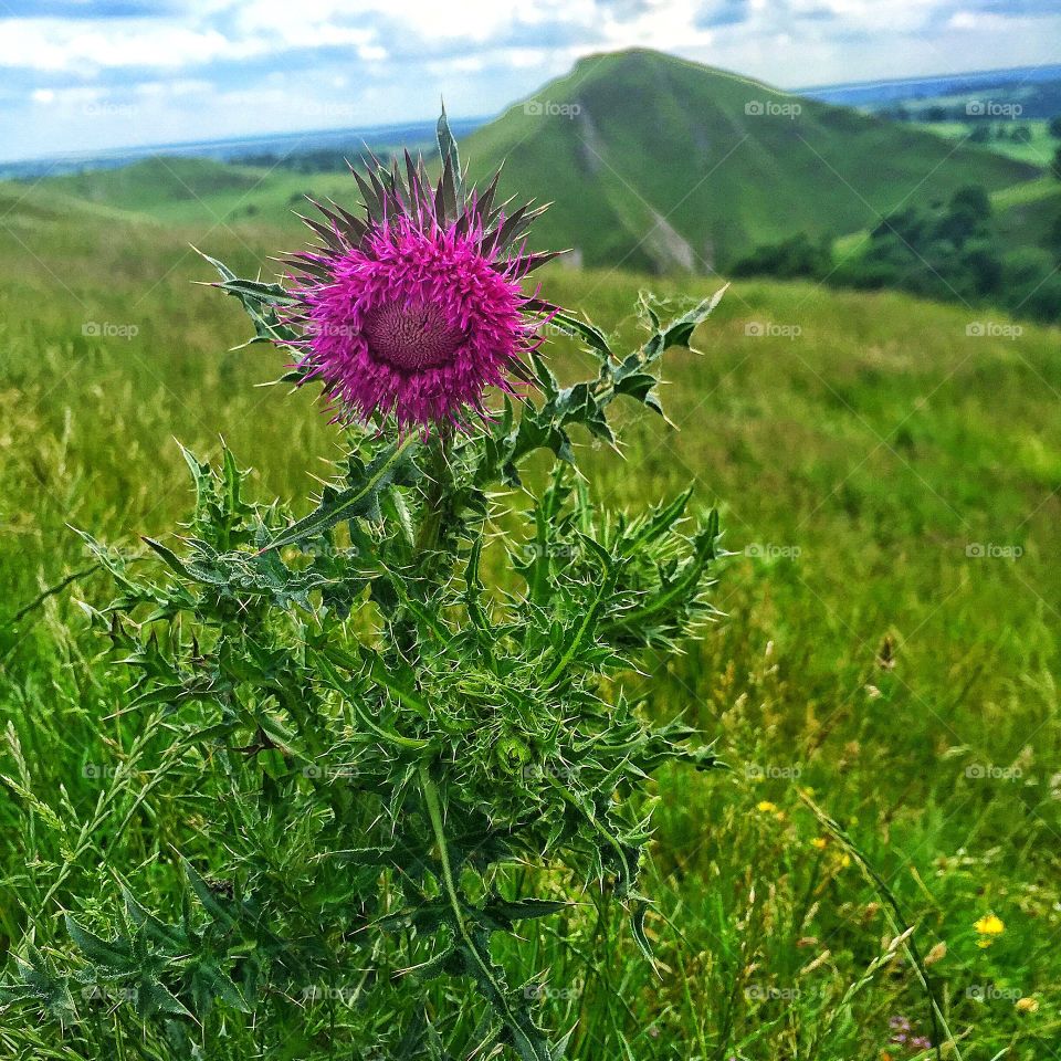 Close-up of thistle blooming outdoors