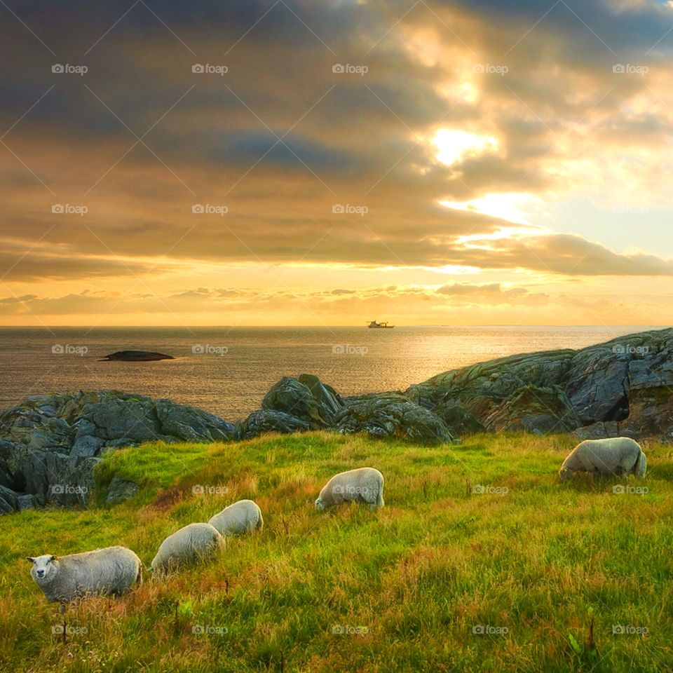 sheep during sunset