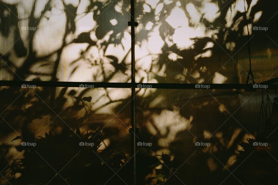 Shadows of plants against the warm, ray of sunshine.