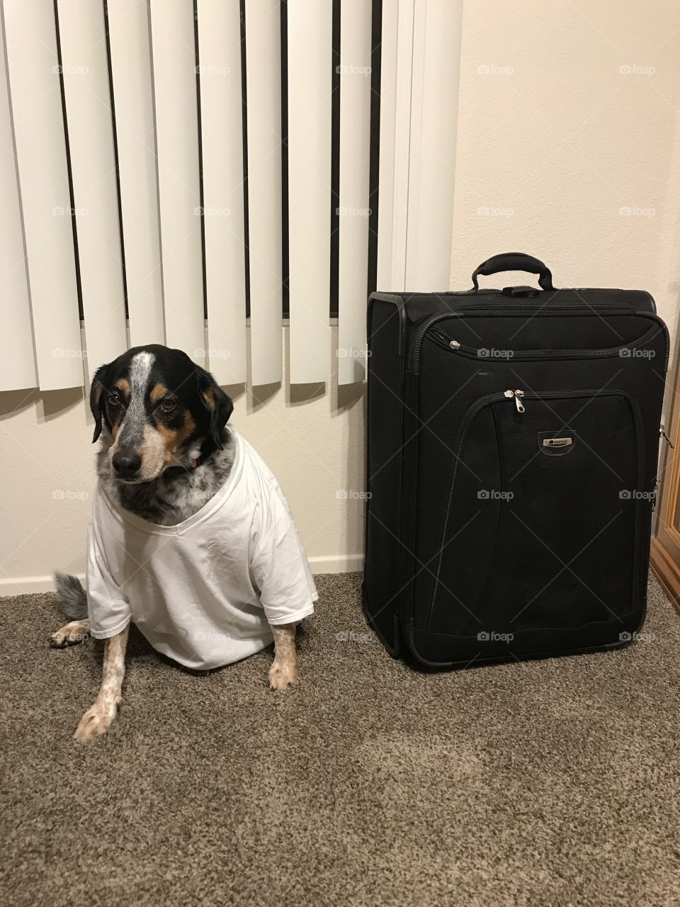 Satie and luggage meme 
