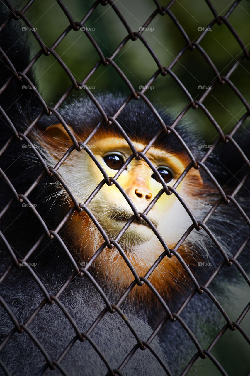 the monkey in the cage.