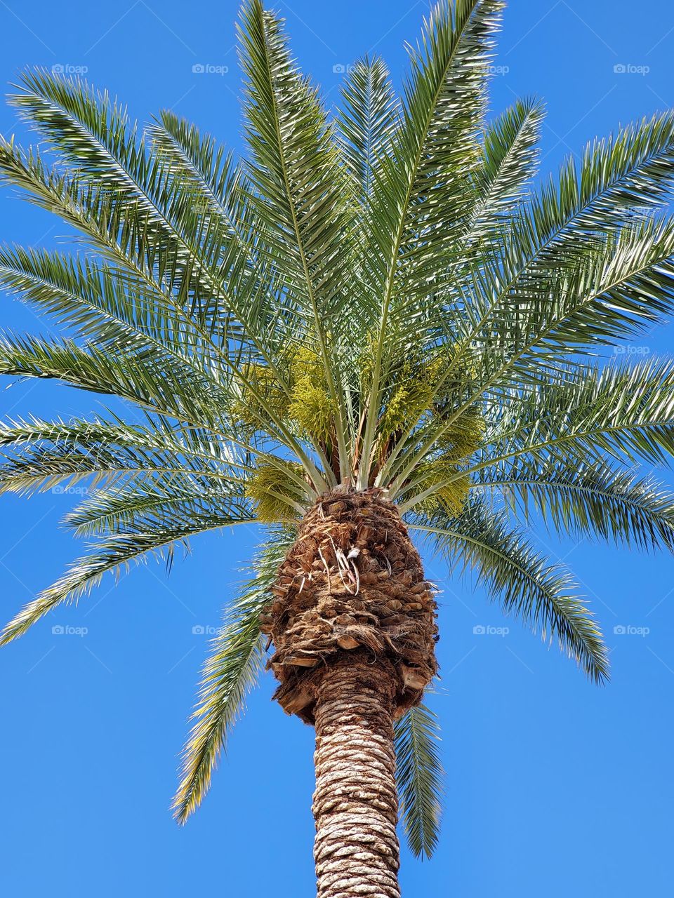 Palm Tree Against a Blue Sky