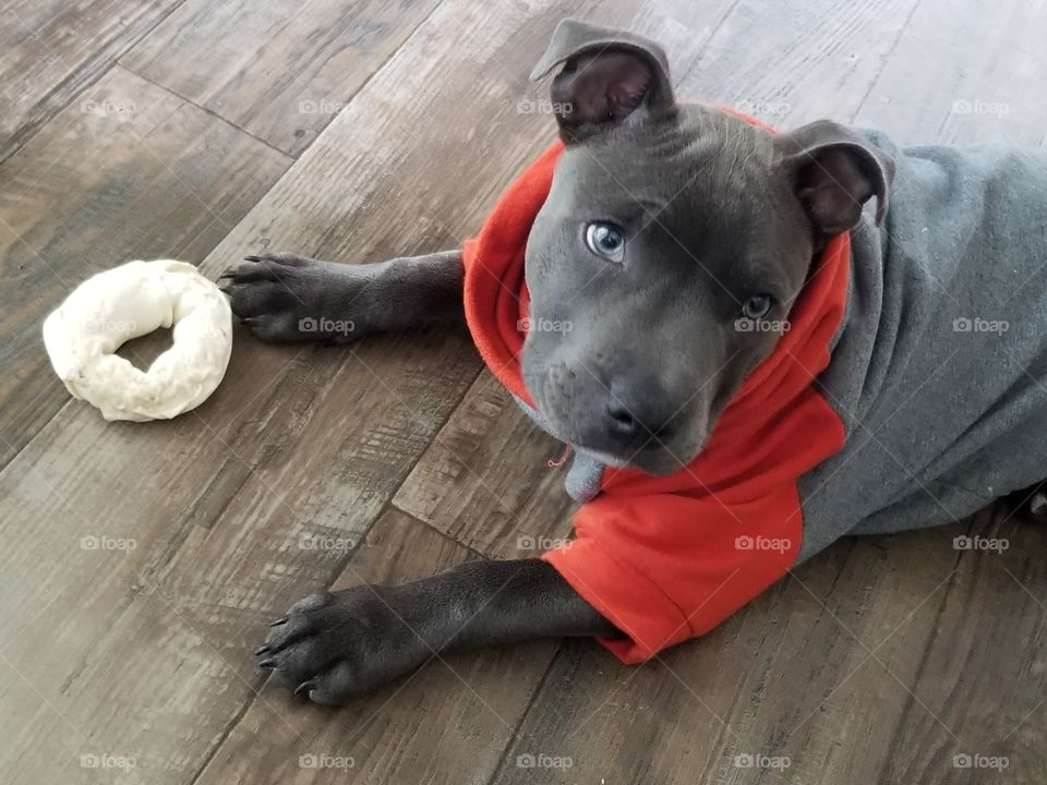 adorable Staffordshire bull terrier puppy in hoodie with chew toy