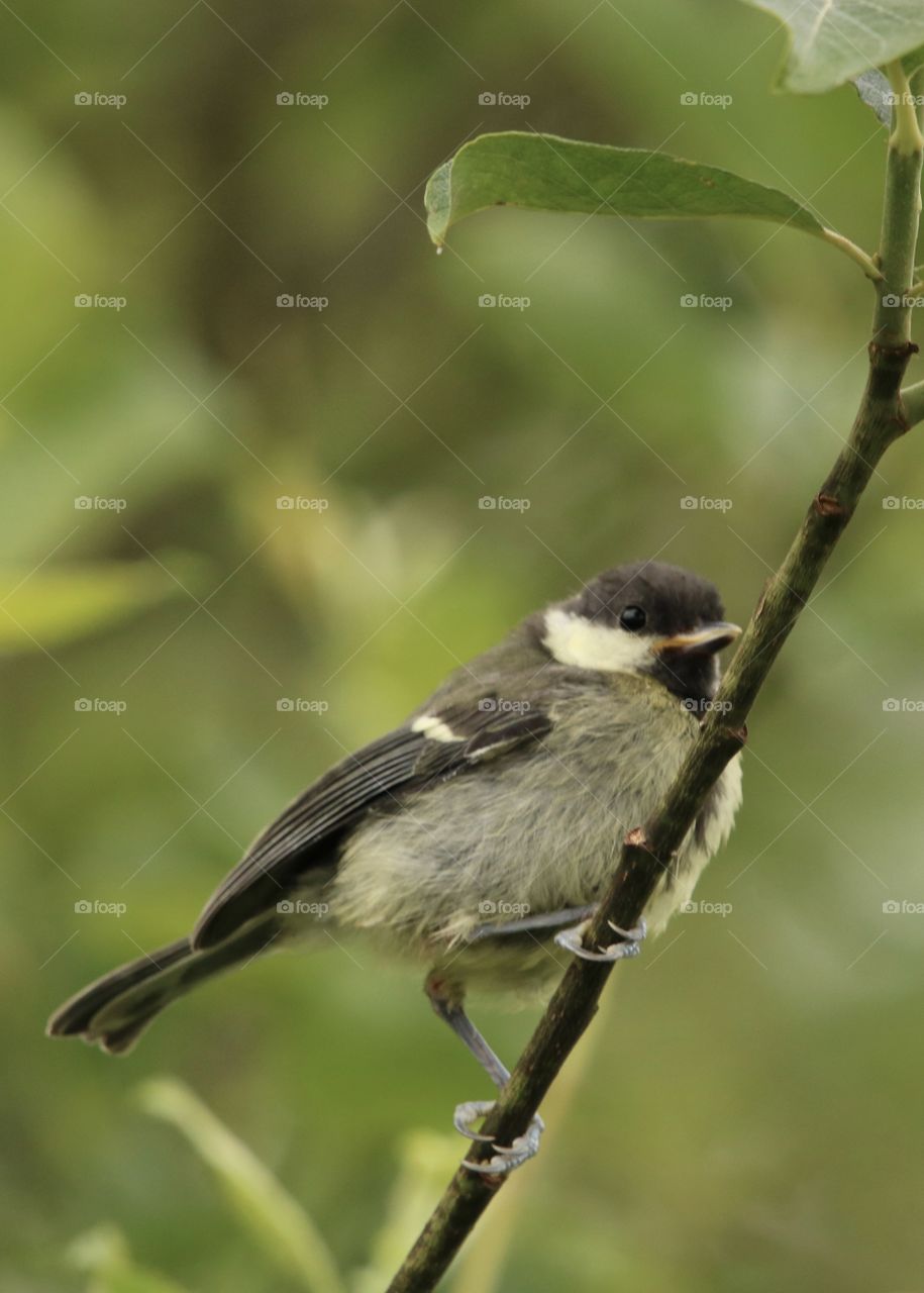 great tit on the branches